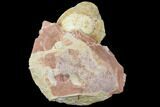 Fluorescent Calcite Geodes In Sandstone - Morocco #89694-3